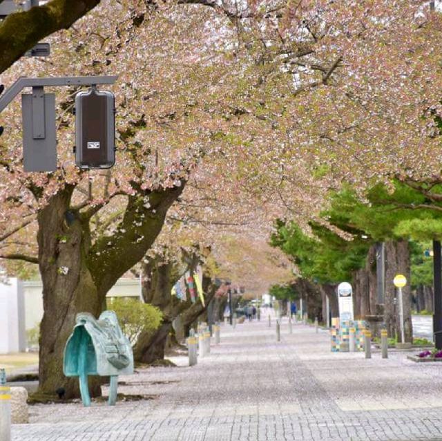 日本北海道十和田美術館追櫻