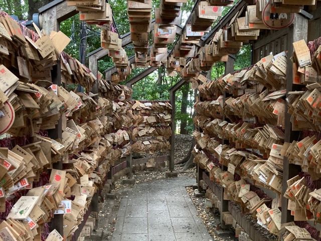 川越氷川神社でおみくじ引いてきたよ🐟✨
