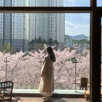 부산 벚꽃 명소 , 온천천 카페 뮤제카바농