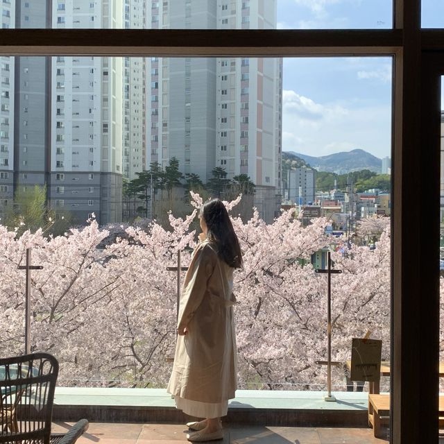 부산 벚꽃 명소 , 온천천 카페 뮤제카바농