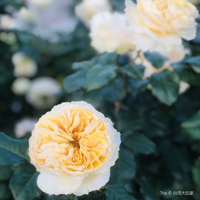 2022春季玫瑰展🌹🌷💐盛開季節@台北玫瑰園