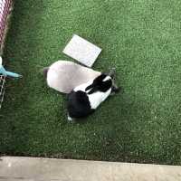 たくさんの動物と触れ合える！