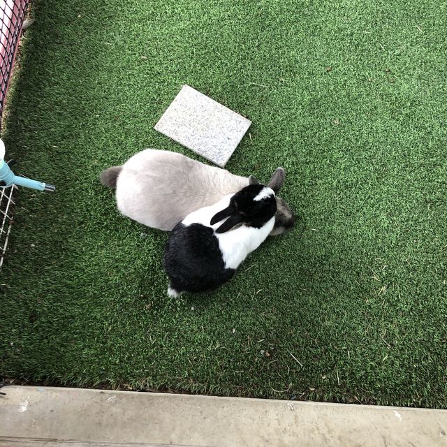 たくさんの動物と触れ合える！