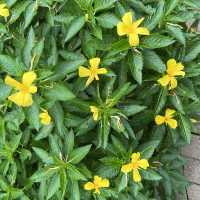 南區漁港主題公園，賞花💐好去處
