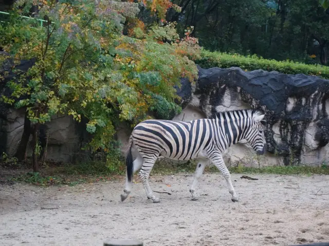 名古屋親子好去處推介《東山植物動物園》😎😎