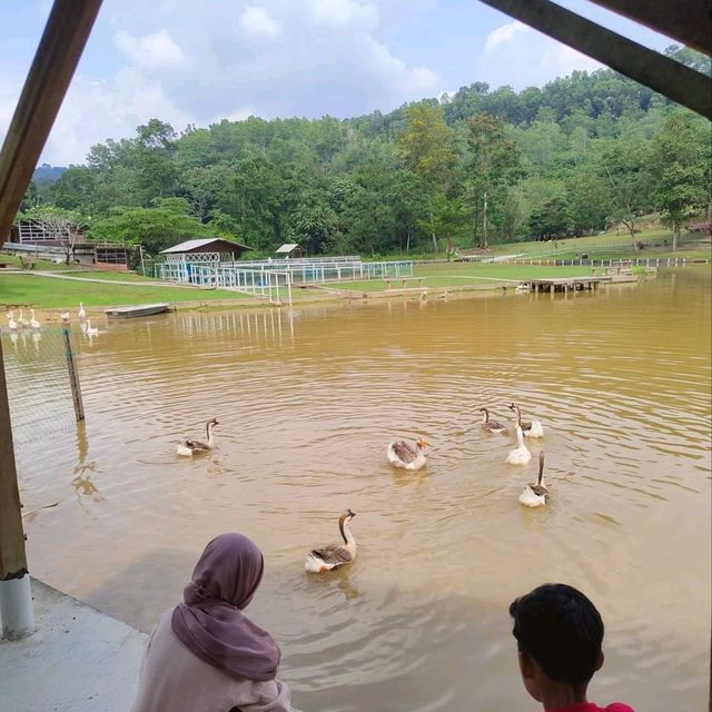 BUKIT JELUTONG