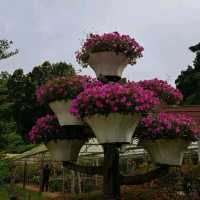 สวนดอกไม้เมืองหนาวแดนใต้