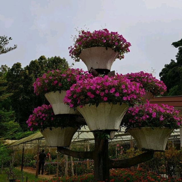 สวนดอกไม้เมืองหนาวแดนใต้