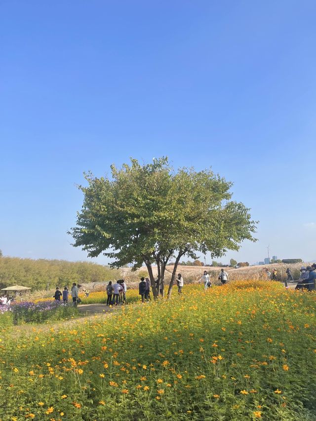  [하늘공원🌸] 가을꽃 만발 하늘공원