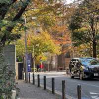 六本木・さくら坂の紅葉