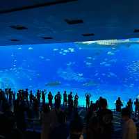 沖繩最美麗的地方沖繩美之海水族館 (Ocean Expo Park)