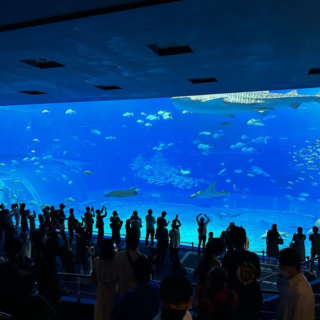 沖繩最美麗的地方沖繩美之海水族館 (Ocean Expo Park)