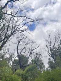 Trees and Twigs @ Yanchep National Park! 🫣🤩