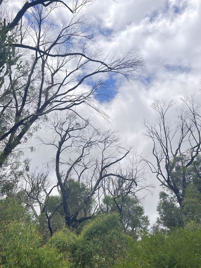Trees and Twigs @ Yanchep National Park! 🫣🤩