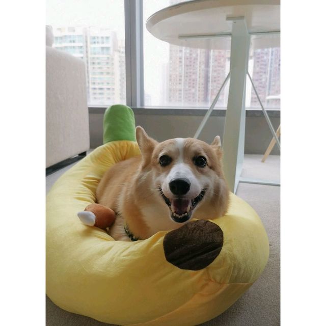 Dogcation ·W Hotel Dogcation ·W Hotel