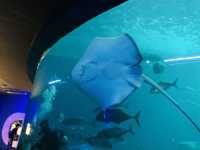 澎湖景點-澎湖水族館