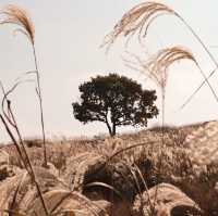 가을 억새 명소 경남 '황매산'🍂🌾