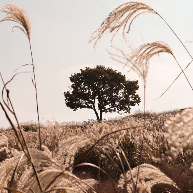가을 억새 명소 경남 '황매산'🍂🌾