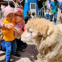 New Sheep Sanctuary at Cameron Highlands