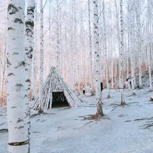 새하얀 나무들에 둘러싸인 겨울 풍경, 인제 자작나무숲