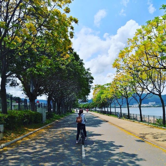 大圍至大埔單車一日遊