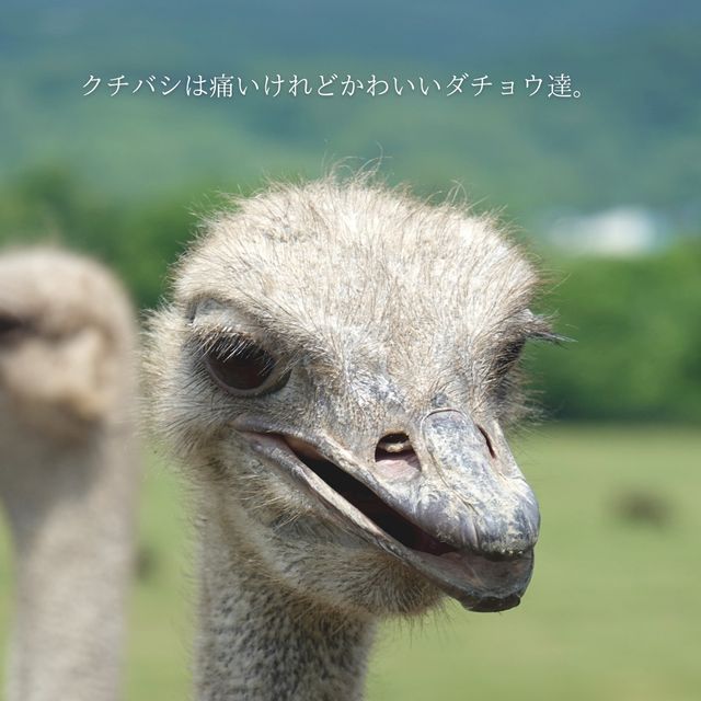 【北海道】スリル満点！？なエサやり体験