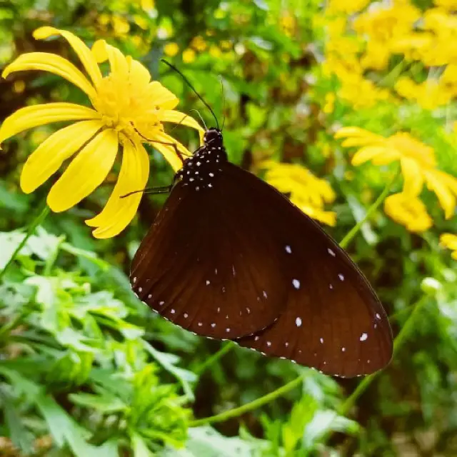 Fun day at Butterfly Farm Cameron Highland..