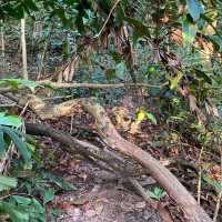 The Long Forgotten Bukit Batok Hillside