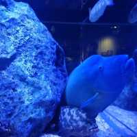 すみだ水族館