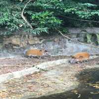 新加坡🇸🇬親子活動必到新加坡🇸🇬動物園❤️