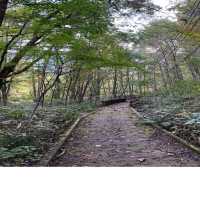 【青森】紅葉に色づく奥入瀬激流をお散歩♪