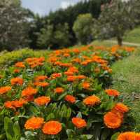 Doi Inthanon Chiangmai Thailand