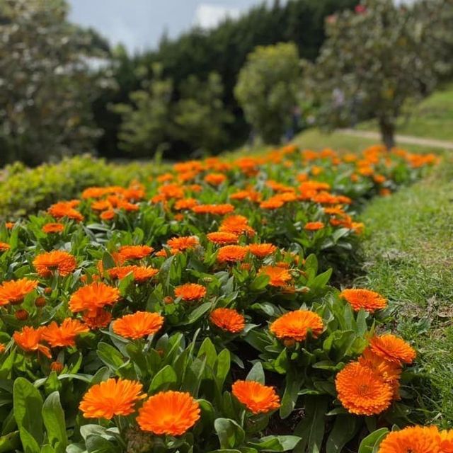 Doi Inthanon Chiangmai Thailand