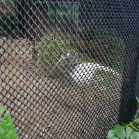 全港最大型的免費動植物公園