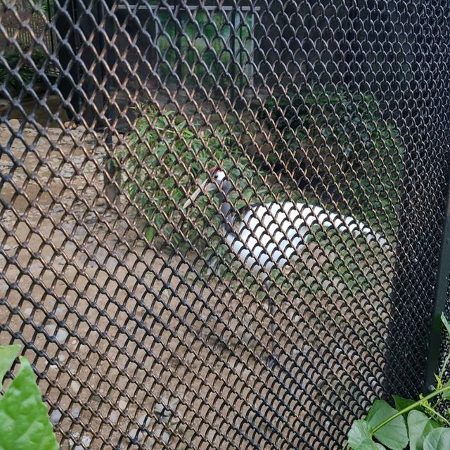 全港最大型的免費動植物公園
