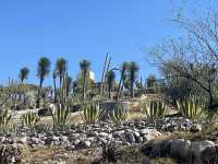 El Olivo🌵 Eco Olivo