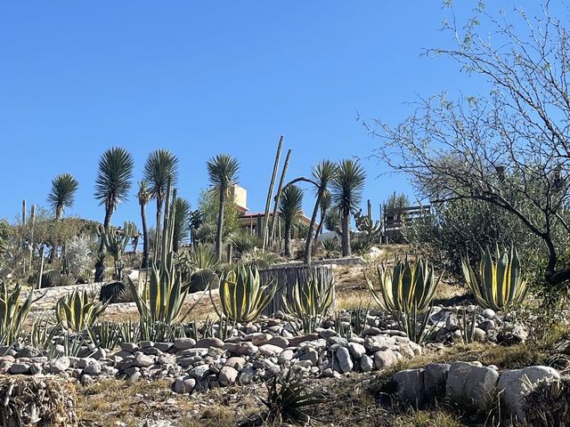 El Olivo🌵 Eco Olivo