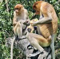 Labuk bay proboscis monkey sanctuary - Borneo