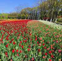 Tulip Paradise in Shanghai