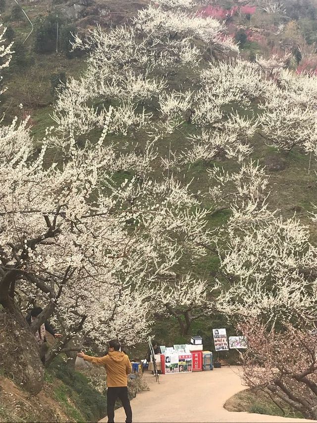 섬진강 매화마을