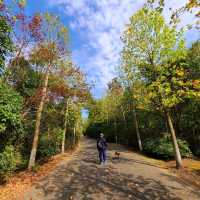Haiwan Forest- Pet friendly & in Shanghai