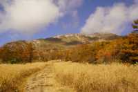 Japan free travel, hike up Mount Ibuki, autumn leaves and miscanthus are equally beautiful.