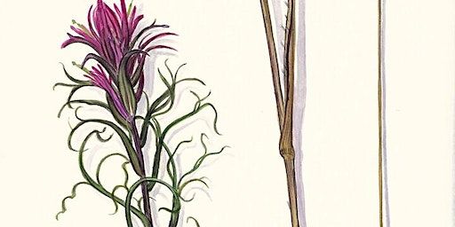 Adult Workshop: Gouache Painting | Amon Carter Museum of American Art
