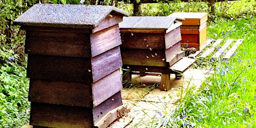 Introduction to Beekeeping | Forest Garden Shovelstrode