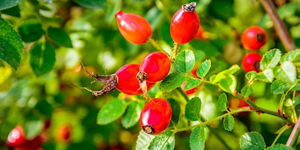 Hedgerow Berry Bootleggers - Drink Making from Forest Foraging | Gorcott Hill Outdoor Learning Centre