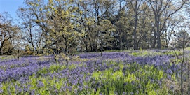 Garry Oak Ecosystem Restoration Project 2025 | Sacred Heart Parish
