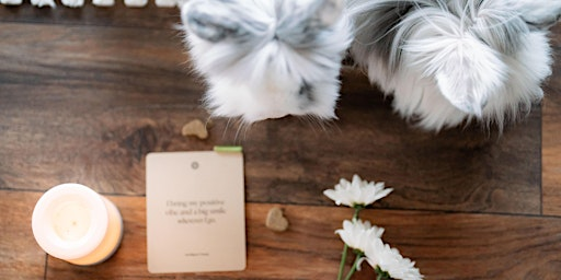 Summer Evening Power Yoga with Bunnies July 24th | Blue Dot Acres