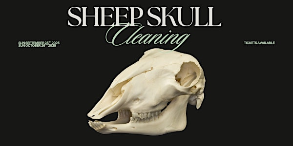 Sheep Skull Cleaning Workshop - 2 Days | Pretty Dead Taxidermy
