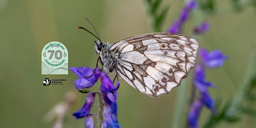 Wild Walk - Roving Butterflies & Basking Reptiles | Ketton Quarry