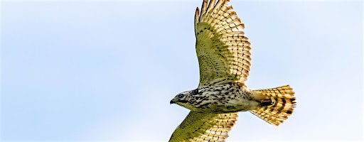 Live Raptor Program with Raptor Rehab of Kentucky | Floracliff Nature Sanctuary